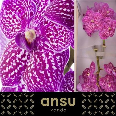 Vanda By Flower Lipstick