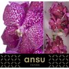 Vanda By Flower Magenta Glitter