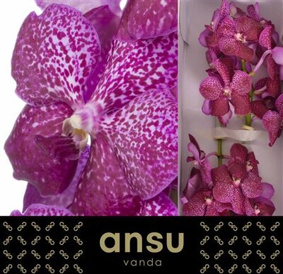 Vanda By Flower Magenta Glitter