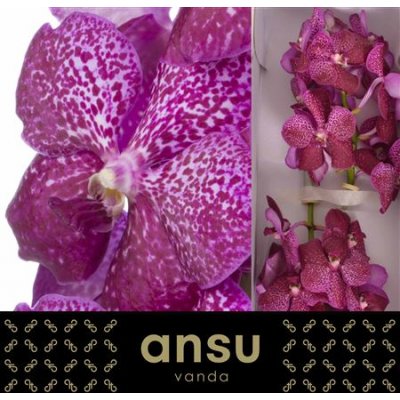 Vanda By Flower Magenta Glitter