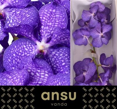 Vanda By Flower Magic Blue