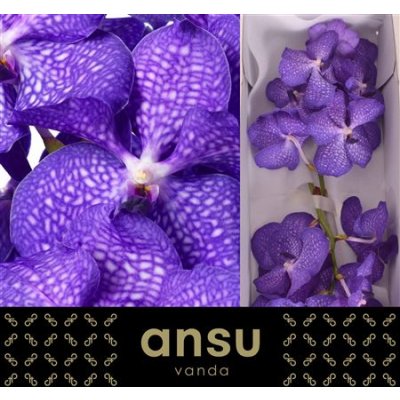 Vanda By Flower Magic Blue