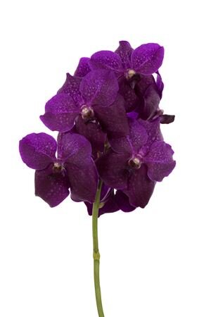 Vanda By Flower Magic Fuchsia