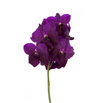 Vanda By Flower Magic Fuchsia