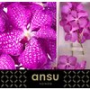 Vanda By Flower Magic Pink