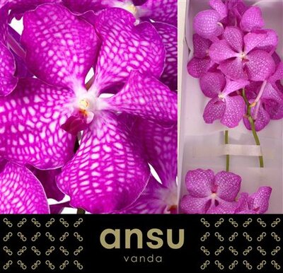 Vanda By Flower Magic Pink