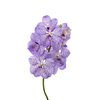 Vanda By Flower Mauve Spot 755