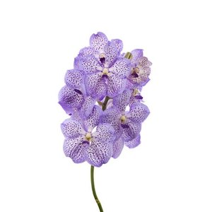 Vanda By Flower Mauve Spot 755