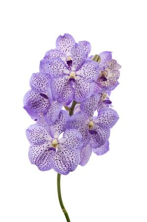 Vanda By Flower Mauve Spot 755