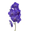 Vanda By Flower Midn Blue Spot