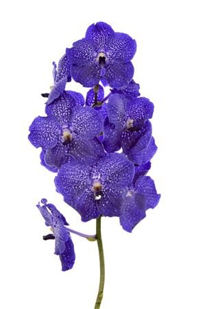 Vanda By Flower Midn Blue Spot