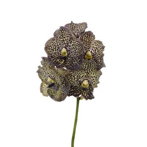 Vanda By Flower Ocelot Mocha