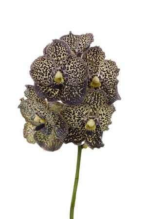 Vanda By Flower Ocelot Mocha