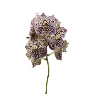 Vanda By Flower Ocelot Sangria