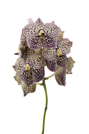 Vanda By Flower Ocelot Sangria