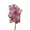 Vanda By Flower Ocelot Sienna