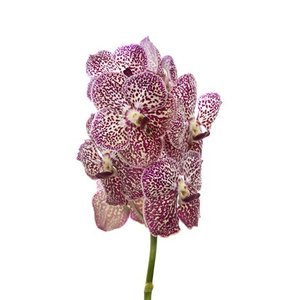 Vanda By Flower Ocelot Sienna