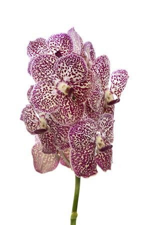 Vanda By Flower Ocelot Sienna