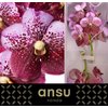 Vanda By Flower Pink And Mahogany