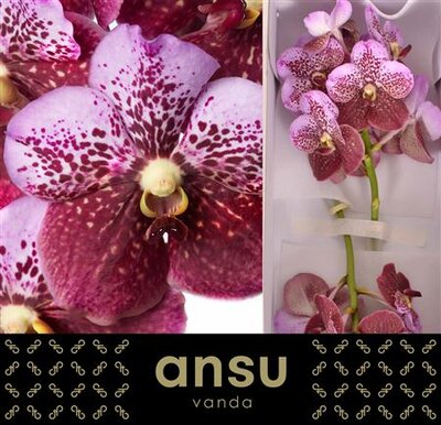 Vanda By Flower Pink And Mahogany