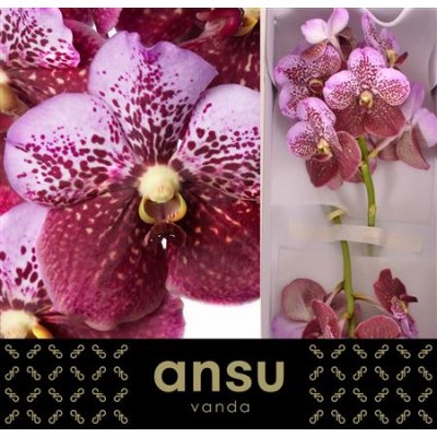 Vanda By Flower Pink And Mahogany