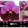 Vanda By Flower Pink Maroon