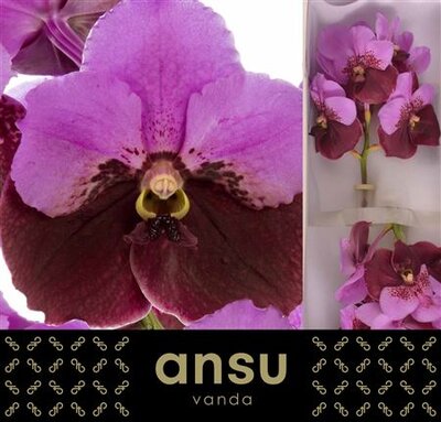 Vanda By Flower Pink Maroon