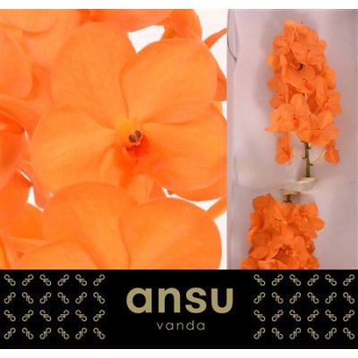 Vanda By Flower Princess Orange