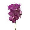 Vanda By Flower Purple Red 600