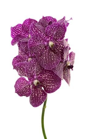 Vanda By Flower Purple Red 600