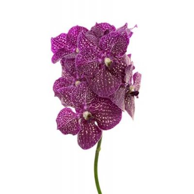 Vanda By Flower Purple Red 600