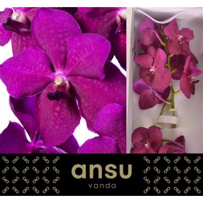 Vanda By Flower Rasberry Cerise