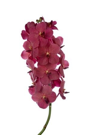 Vanda By Flower Red 320