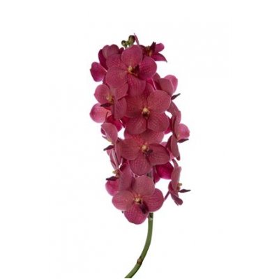 Vanda By Flower Red 320