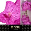 Vanda By Flower Rosy