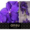 Vanda By Flower Royal Blue