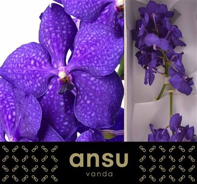 Vanda By Flower Royal Blue