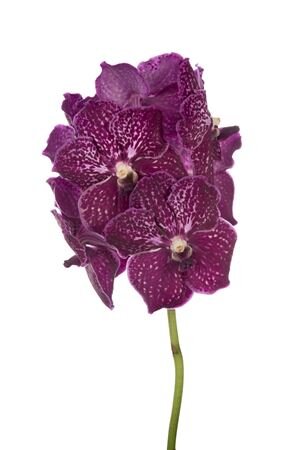 Vanda By Flower Ruby Love