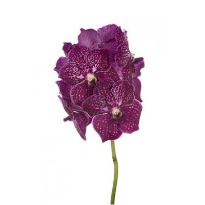 Vanda By Flower Ruby Love