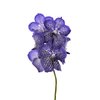 Vanda By Flower Sapphire