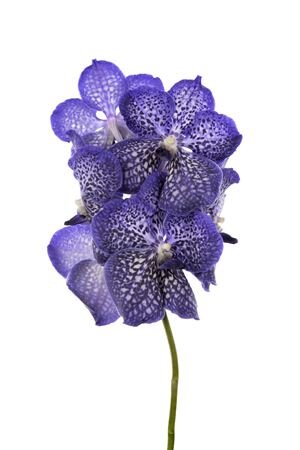 Vanda By Flower Sapphire