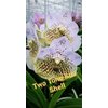 Vanda By Flower Sea Shell