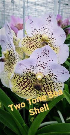 Vanda By Flower Sea Shell