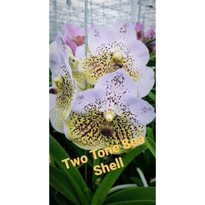 Vanda By Flower Sea Shell