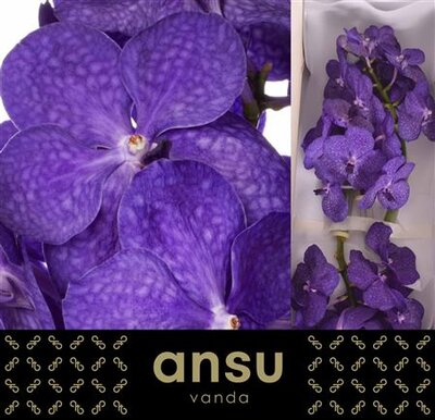 Vanda By Flower Tayanee Blue