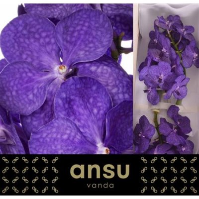 Vanda By Flower Tayanee Blue