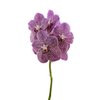 Vanda By Flower Tropical Punch