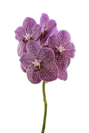 Vanda By Flower Tropical Punch