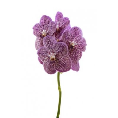 Vanda By Flower Tropical Punch