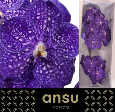 Vanda By Flower Tweed Blue